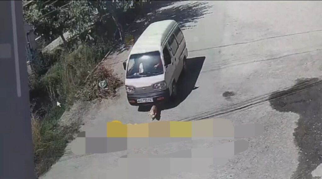 В Самарканде водитель преднамеренно сбил собаку: возбуждено дело по статье о жестоком обращении с животными