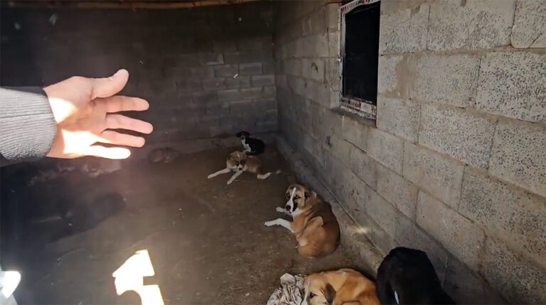 In Karakalpakstan, a local resident has established the slaughter of dogs to supply meat to local food establishments