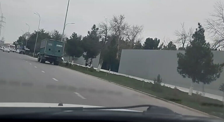 Очередной экологический скандал: в Термезе застройщик вырубил более 200 деревьев, которые мешали строительству многоэтажки