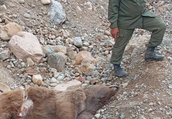 Тайна гибели медведя в Ташкентской области: что произошло на самом деле?