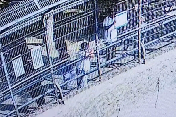 В Ташкентском зоопарке группа посетителей закидала белого тигра камнями