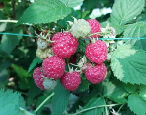 малиновый кластер в Узбекистане