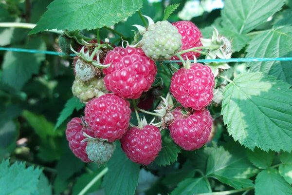 малиновый кластер в Узбекистане