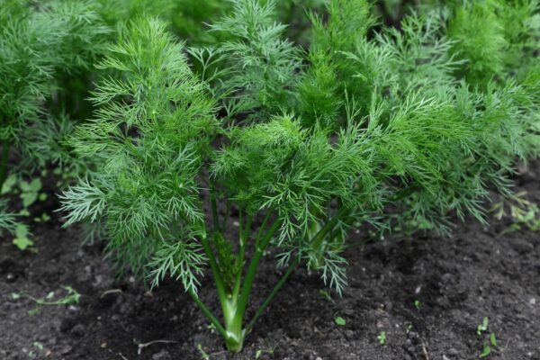 В Латвии уничтожили три тонны укропа из Узбекистана: в продукции обнаружено опасное вещество