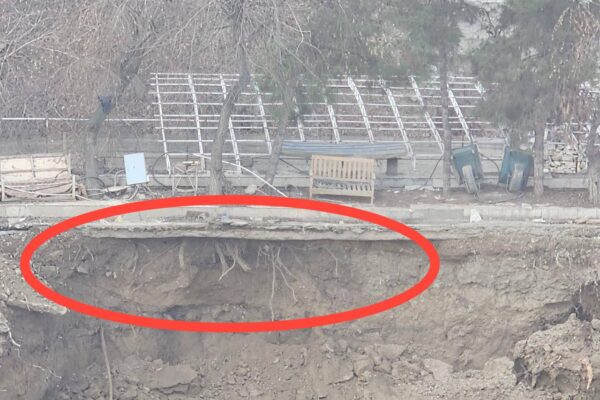 уничтожение деревьев в Ташкенте