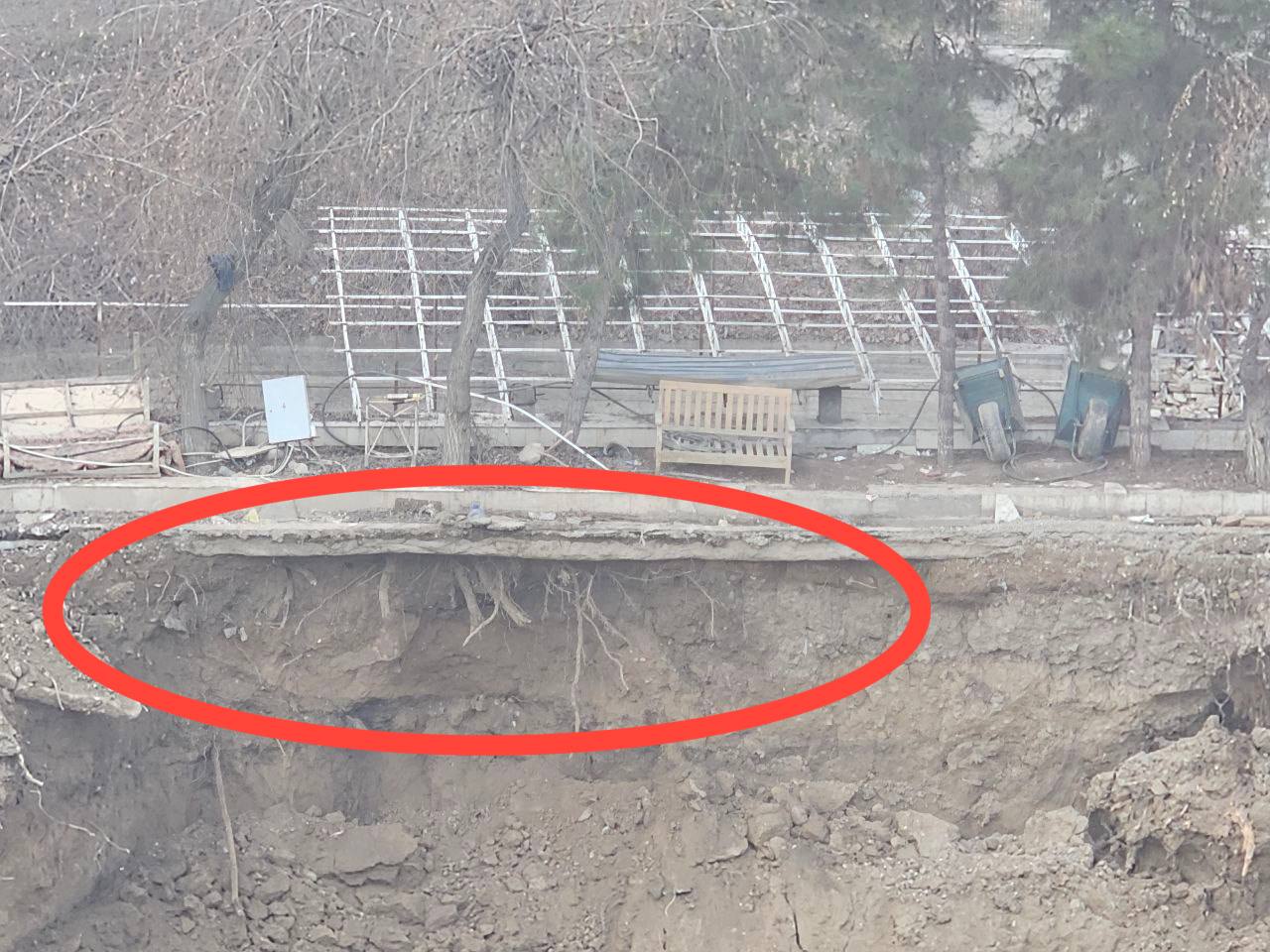 уничтожение деревьев в Ташкенте