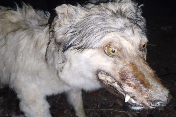 В Чирчике неизвестные убили собаку, сделали из её тела чучело и выставили его на всеобщее обозрение возле школы