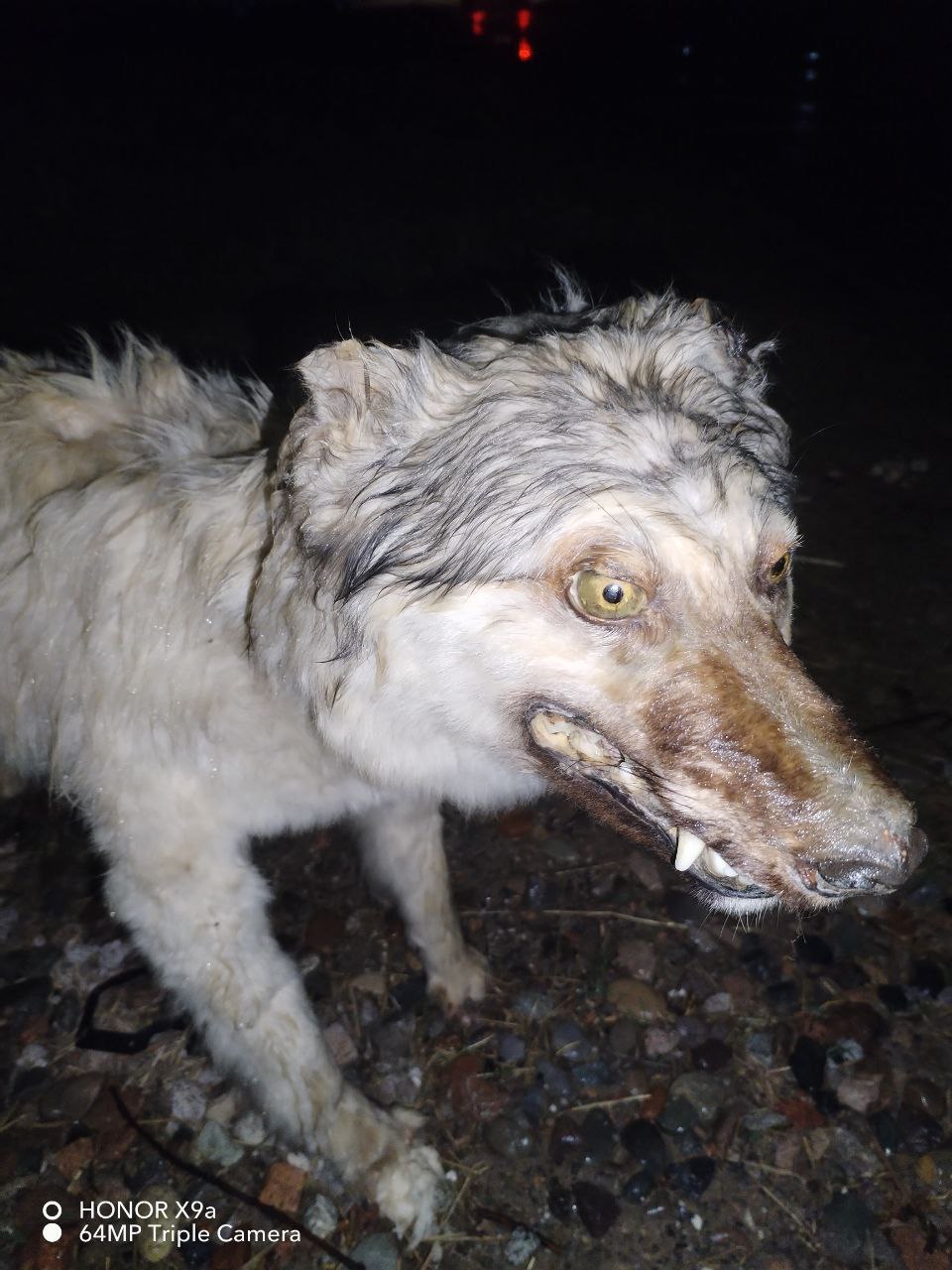 В Чирчике неизвестные убили собаку, сделали из её тела чучело и выставили его на всеобщее обозрение возле школы