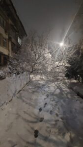 Тяжёлый снег и падающие деревья: почему жителям Ташкента стоит быть особенно осторожными в ближайшие дни