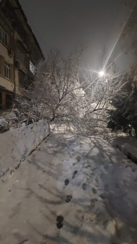 Тяжёлый снег и падающие деревья: почему жителям Ташкента стоит быть особенно осторожными в ближайшие дни