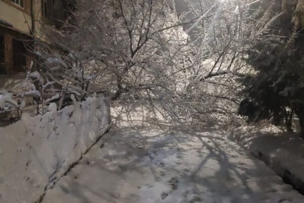 Тяжёлый снег и падающие деревья: почему жителям Ташкента стоит быть особенно осторожными в ближайшие дни