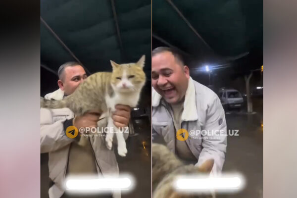 «Юмор» за гранью: в соцсетях распространяется видео с издевательством над кошкой