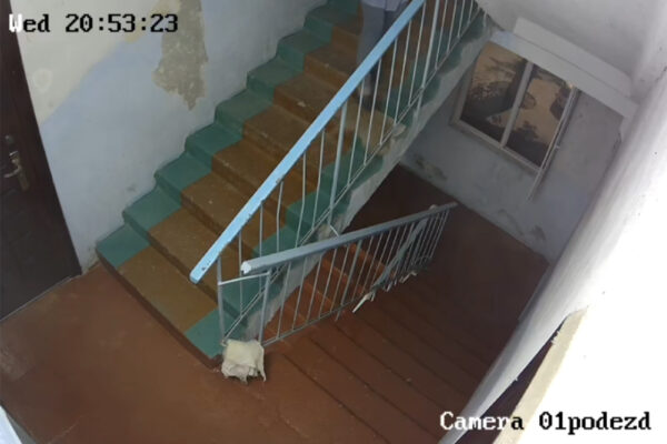 Когда страдают беззащитные: в Ташкенте жители подали заявление на соседку из-за жестокого обращения с дворовыми кошками