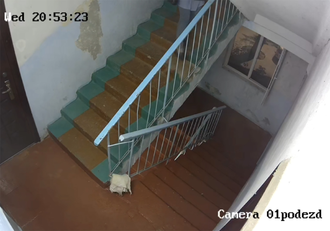 Когда страдают беззащитные: в Ташкенте жители подали заявление на соседку из-за жестокого обращения с дворовыми кошками