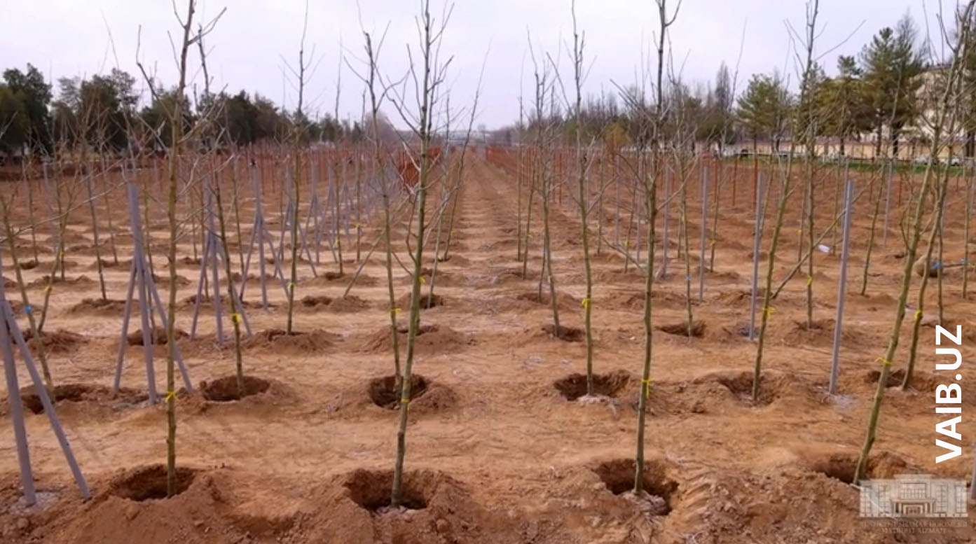 В Ташкенте начнут высаживать «правильные» деревья: ставка будет сделана на лиственные породы