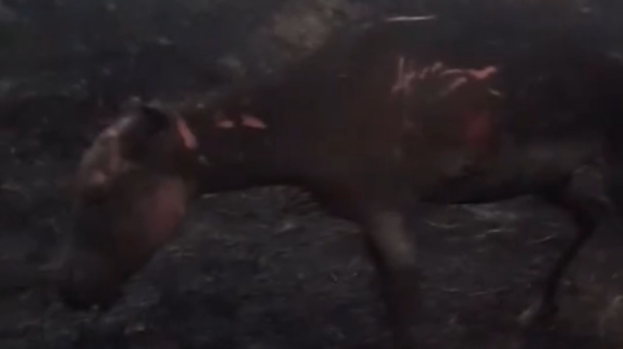 В Бухарской области неизвестные подожгли осла: очередной случай жестокости потряс соцсети