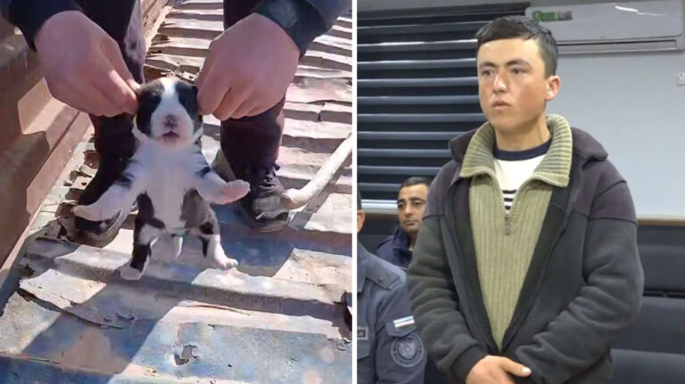 История со щенками стала последней каплей? В парламенте заговорили об ужесточении наказания за жестокость к животным