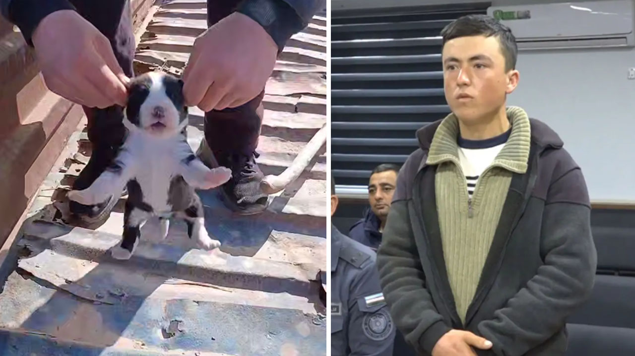 История со щенками стала последней каплей? В парламенте заговорили об ужесточении наказания за жестокость к животным