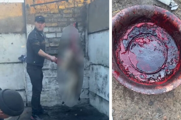 Собак режут, живодёры получают 15 суток: когда в стране наконец реформируют службу отлова?