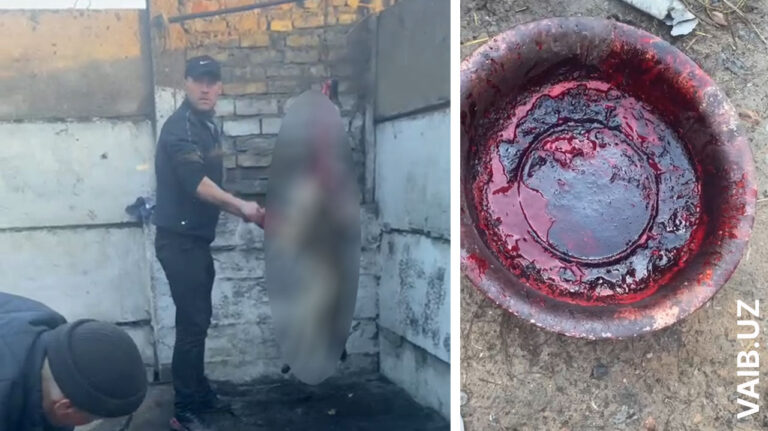 Собак режут, живодёры получают 15 суток: когда в стране наконец реформируют службу отлова?