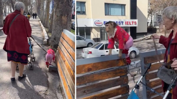 Бабушка и Маня: на улицах Ташкента заметили необычную пару