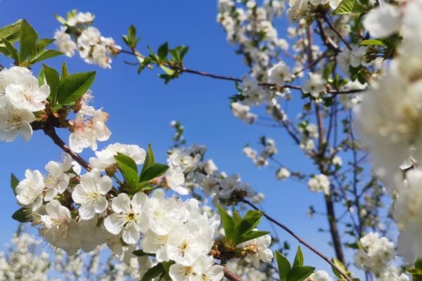 После аномального тепла – дожди и ветер: синоптики рассказали о погоде на выходных
