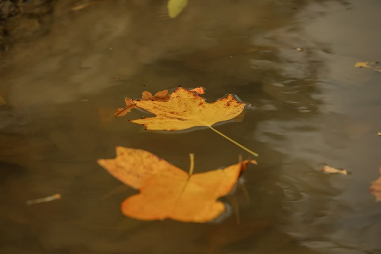 Весеннее тепло, дожди и похолодание к концу недели: прогноз погоды от Узгидромета