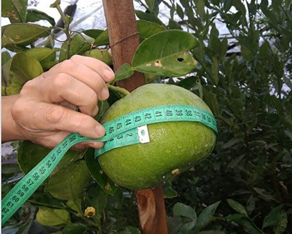 Импортозамещение по-фруктовому: в стране появился грейпфрут «Узбегим»