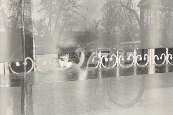 В Ташкенте спасли кошку из заброшенного помещения: история, после которой хочется верить в людей В Ташкенте спасли кошку из заброшенного помещения: история, после которой хочется верить в людей