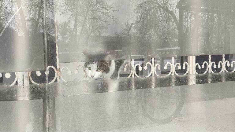 В Ташкенте спасли кошку из заброшенного помещения: история, после которой хочется верить в людей