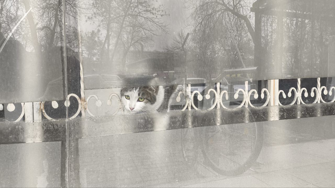 В Ташкенте спасли кошку из заброшенного помещения: история, после которой хочется верить в людей