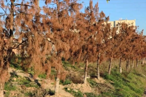 Отправили деревья в могилу: в Ташкенте “пересадка” убила 107 деревьев и обошлась природе почти в миллиард