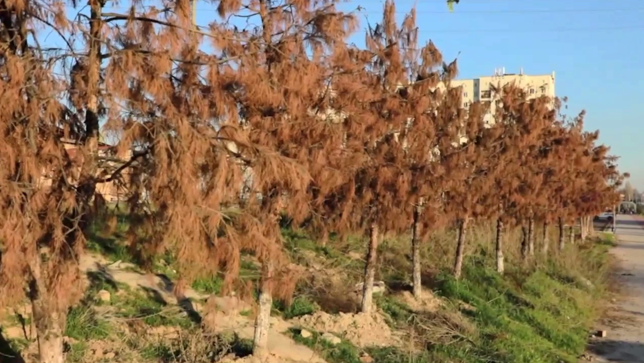 Отправили деревья в могилу: в Ташкенте “пересадка” убила 107 деревьев и обошлась природе почти в миллиард