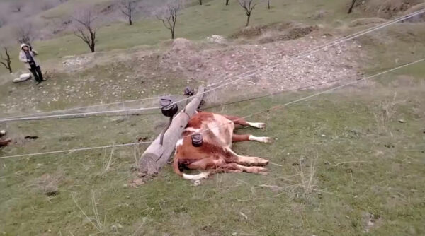 Столбы «с царских времён» и коровы под током: в Джизаке ЛЭП упала прямо на животных Столбы «с царских времён» и коровы под током: в Джизаке ЛЭП упала прямо на животных
