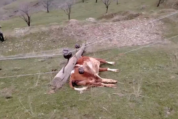Столбы «с царских времён» и коровы под током: в Джизаке ЛЭП упала прямо на животных