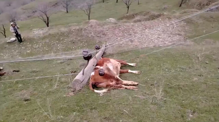 Столбы «с царских времён» и коровы под током: в Джизаке ЛЭП упала прямо на животных