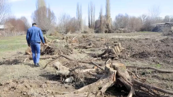 Вырубили и закопали: в Ташкентской области нашли место массового уничтожения деревьев