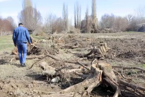 Вырубили и закопали: в Ташкентской области нашли место массового уничтожения деревьев