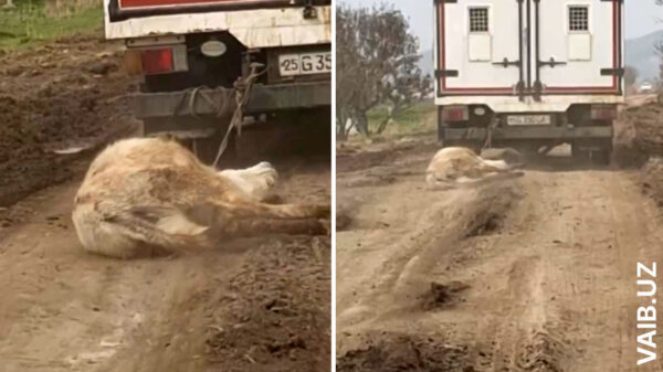 Жестокость без границ: в Джизакской области телёнка протащили за грузовиком Жестокость без границ: в Джизакской области телёнка протащили за грузовиком