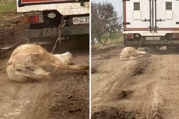 Жестокость без границ: в Джизакской области телёнка протащили за грузовиком Жестокость без границ: в Джизакской области телёнка протащили за грузовиком