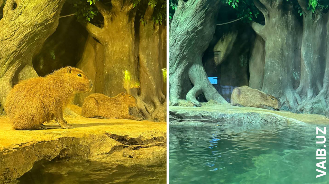 Капибары приехали в Ташкент: мило, мемно… и немного дорого