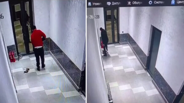 Кошмар в отеле: в Ташкентской области мужчина жестоко расправился с кошками