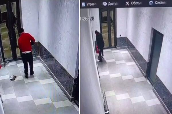 Кошмар в отеле: в Ташкентской области мужчина жестоко расправился с кошками