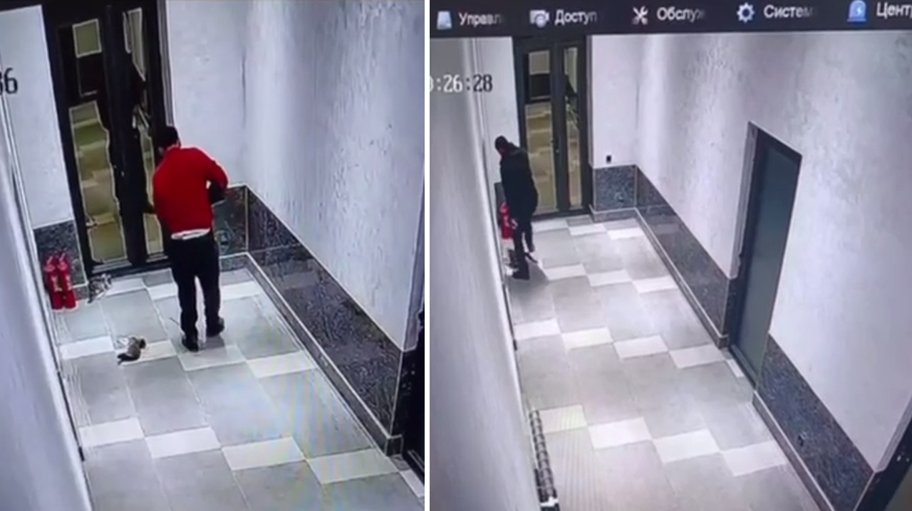 Кошмар в отеле: в Ташкентской области мужчина жестоко расправился с кошками