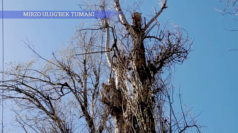 Тополя под нож, дубы на замену: на улице Темура Малика готовятся рубить деревья, говорят, что это «во благо»