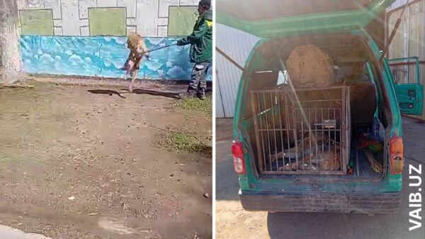 В хокимияте Ташкентской области прокомментировали гибель школьника после нападения собак