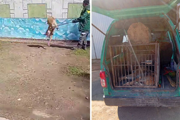 В хокимияте Ташкентской области прокомментировали гибель школьника после нападения собак