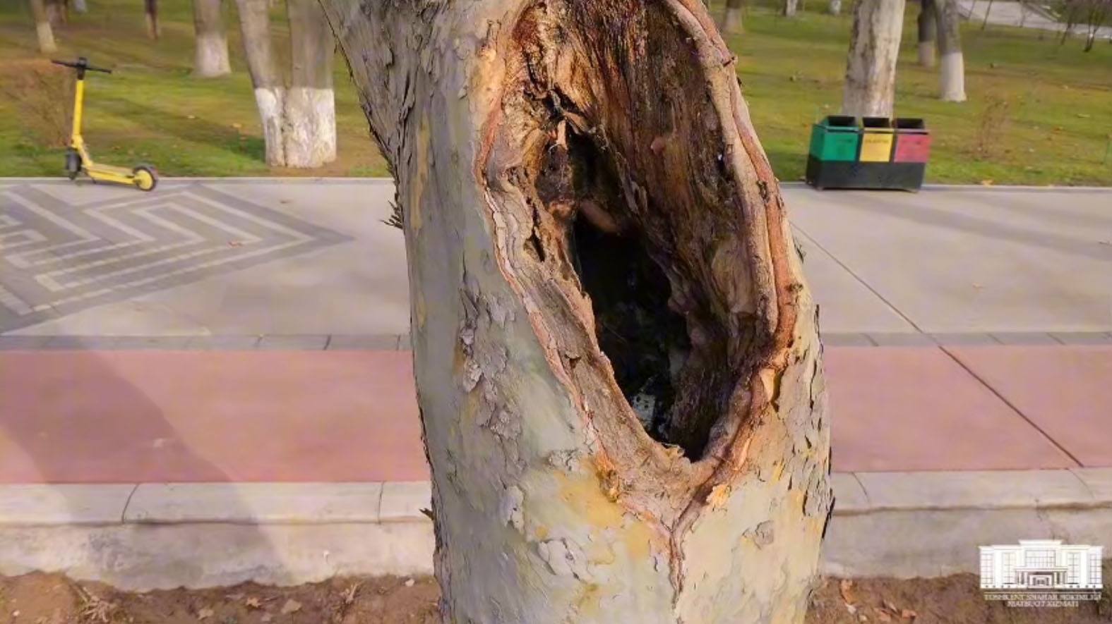 В Ташкенте планируют вырубить часть деревьев на центральных улицах