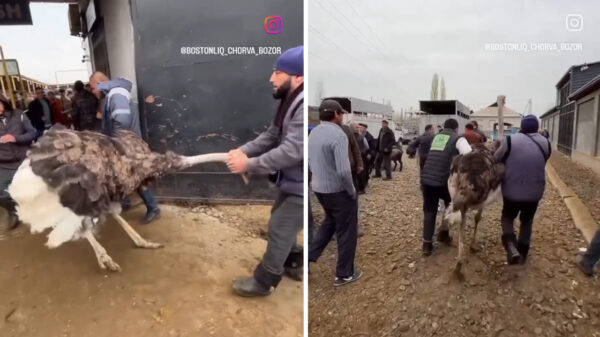 «Просто товар»: видео с рынка животных под Газалкентом возмутило соцсети «Просто товар»: видео с рынка животных под Газалкентом возмутило соцсети