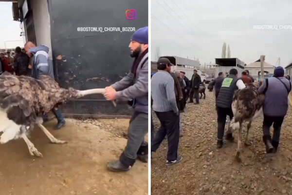 «Просто товар»: видео с рынка животных под Газалкентом возмутило соцсети «Просто товар»: видео с рынка животных под Газалкентом возмутило соцсети